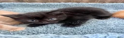 Ragdoll cats for sale: Very affectionate loving black ragdoll boy  - Advert 16