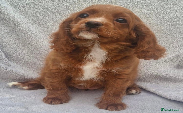 Cavapoo dogs in Droitwich - Advert 9