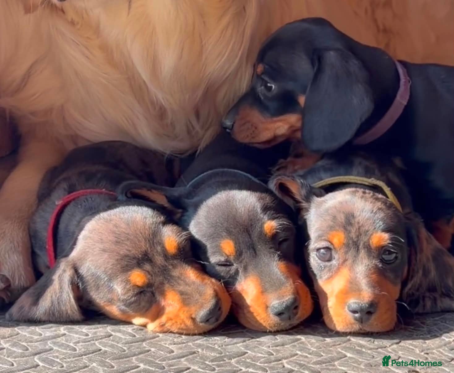 Miniature Dachshund dogs Stunning KC Registered Miniature Dachshund Puppies - Advert 1