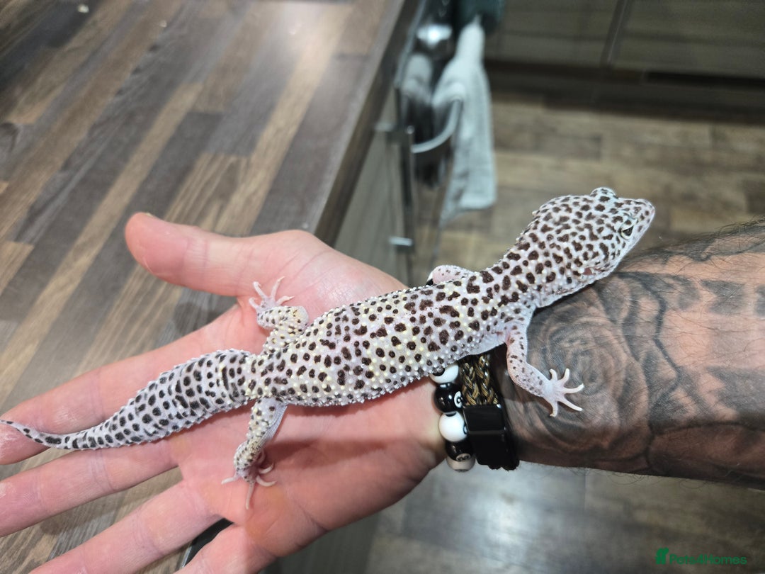 Leopard Gecko reptiles for sale: Tug snow female for sale - Advert 2