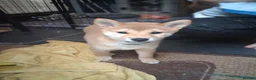 Japanese Shiba Inu dogs for sale: 2 KC female shiba pups looking for forever home. - Advert 7