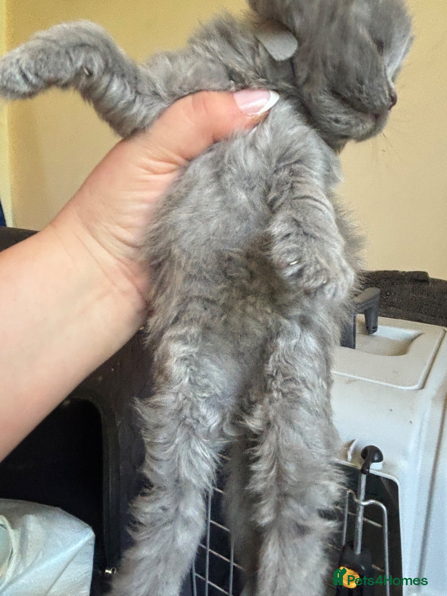 British Longhair cats for sale: British long haired blue girls  - Advert 14