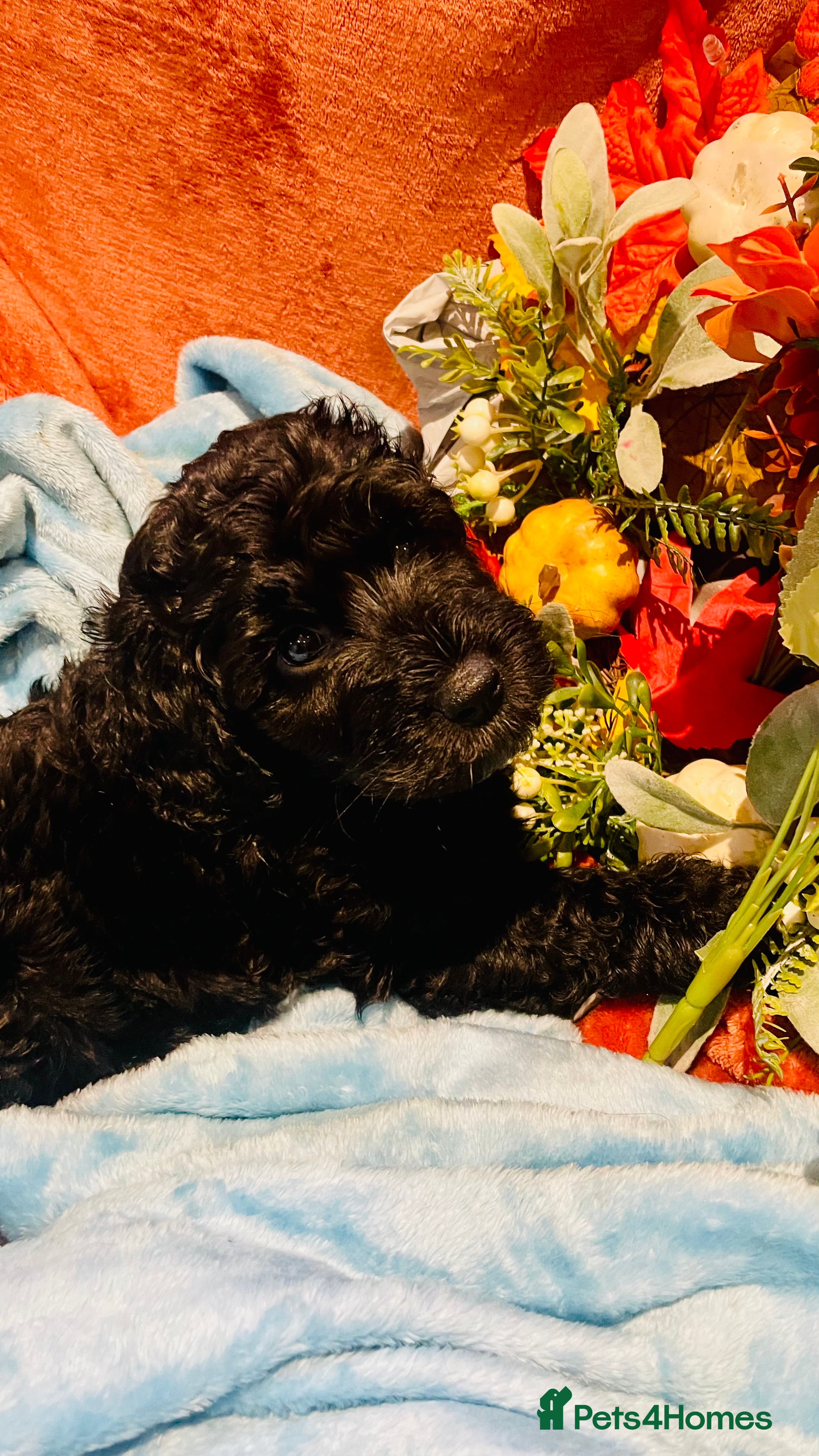 Mixed Breed dogs 🐾Last few remaining  merle  f3 Cockapoos 🐾🐾 - Advert 9