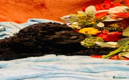 Mixed Breed dogs for sale: Gorgeous cockapoos  - Image 3