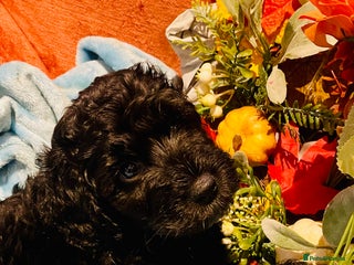 Mixed Breed dogs 🐾Last few remaining merle f3 Cockapoos 🐾🐾 - Advert 11