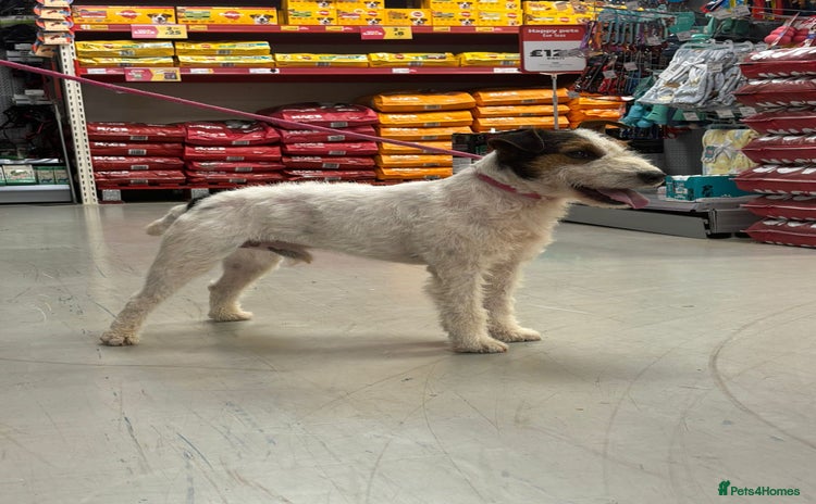 Lakeland Terrier dogs - Advert 1