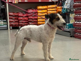 Lakeland Terrier dogs - Advert 1