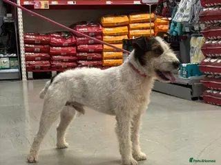 Lakeland Terrier dogs Lakeland terrier stud - Advert 1