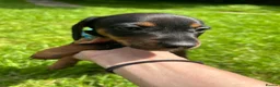 Dachshund dogs for sale: Adorable litter of dachshund cross Jack Russel  - Advert 8