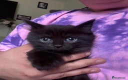 British Longhair cats for sale: 1 long fur polydactyl male kitten  - Image 2