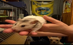 Hamster rodents for sale: Syrian hamster - Image 5