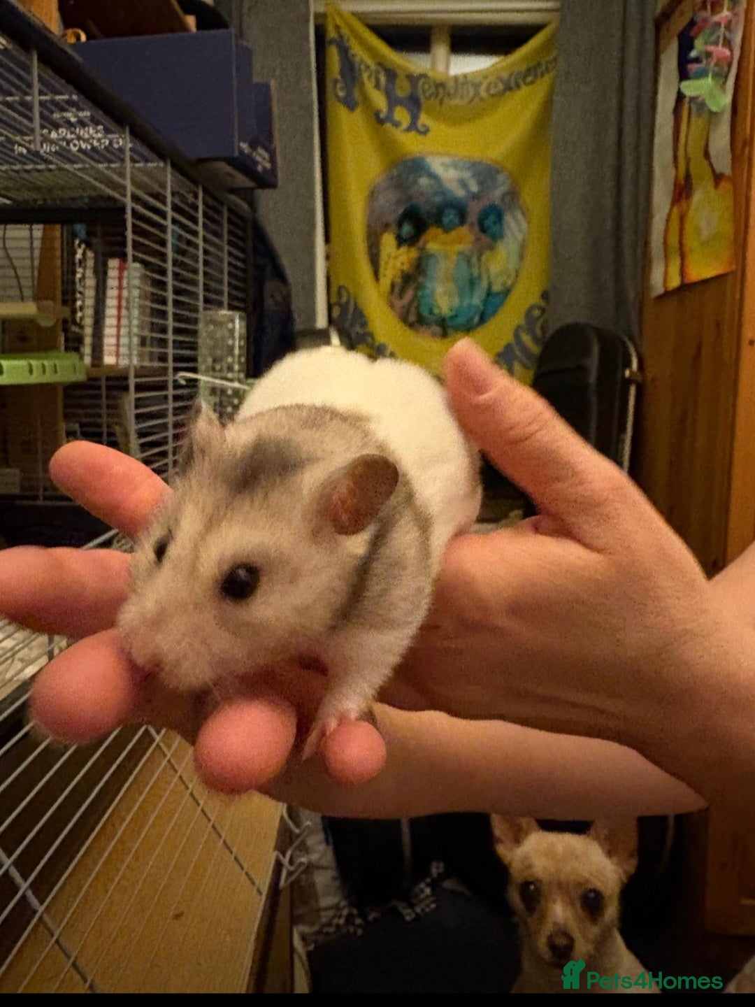 Hamster rodents for sale: Syrian hamster - Image 5