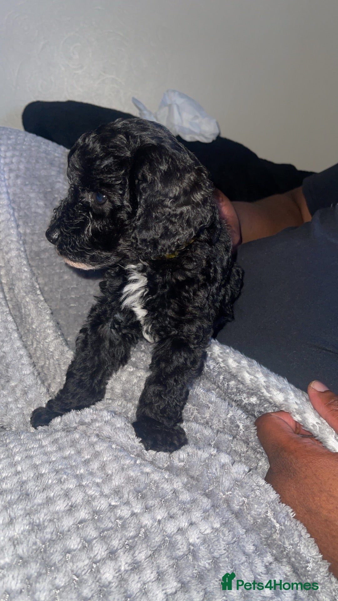 Mixed Breed dogs LAST GIRL AVAILABLE READY TO LEAVE NEXT WEEK  - Advert 2
