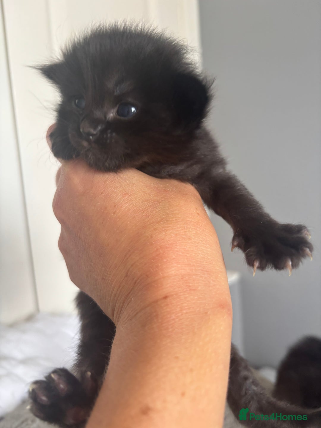 Ragdoll cats for sale: Ragdoll kittens  - Image 7