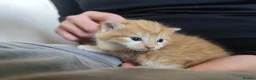 Domestic Shorthair cats for sale: ⭐ Adorable kittens Looking for Loving Home ⭐  in Newport - Advert 5
