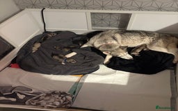 Siberian Husky dogs for sale: Husky puppies - Image 19