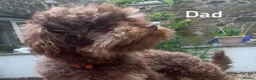 Poochon dogs for sale: F1 Toy Poochons  in Saint Austell - Advert 23
