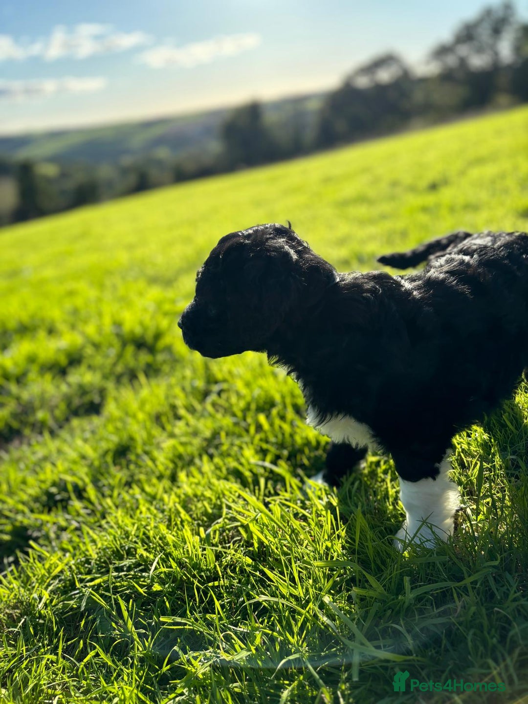 Portuguese Water Dog dogs for sale: Art Nouveau - Image 24