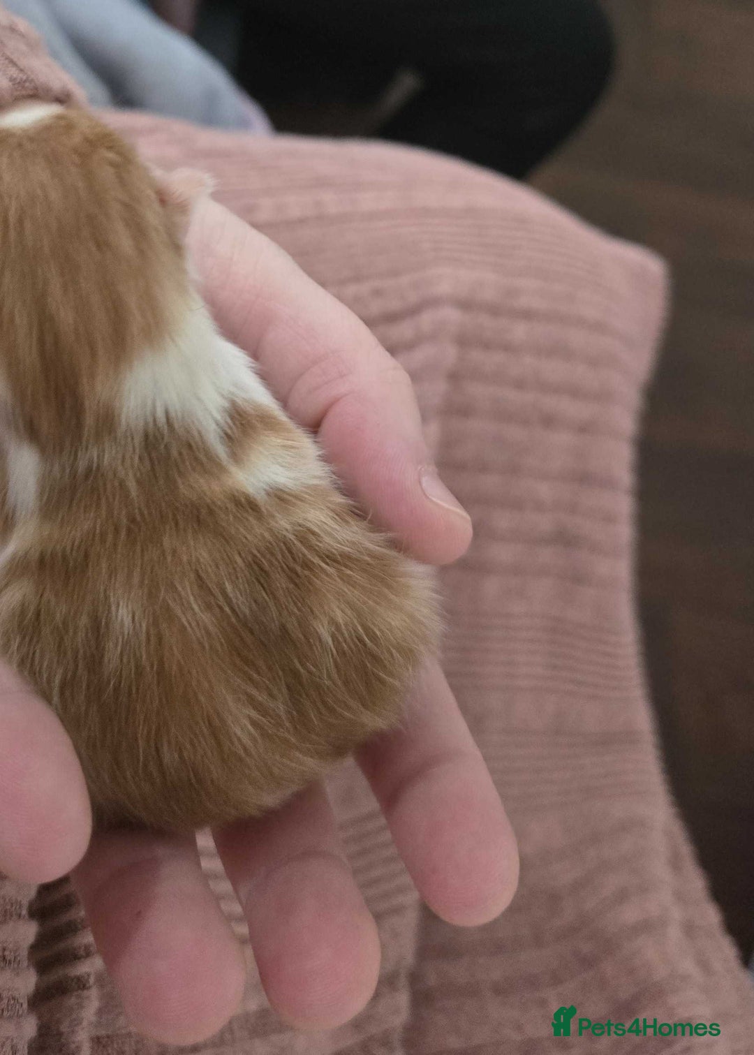 Mixed Breed cats for sale: winnies litter - Advert 9