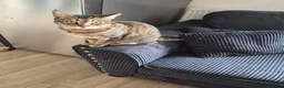 Mixed Breed cats for sale: Tilly - Advert 3