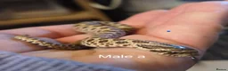 Snake reptiles for sale: Western hognoses babies - Advert 5