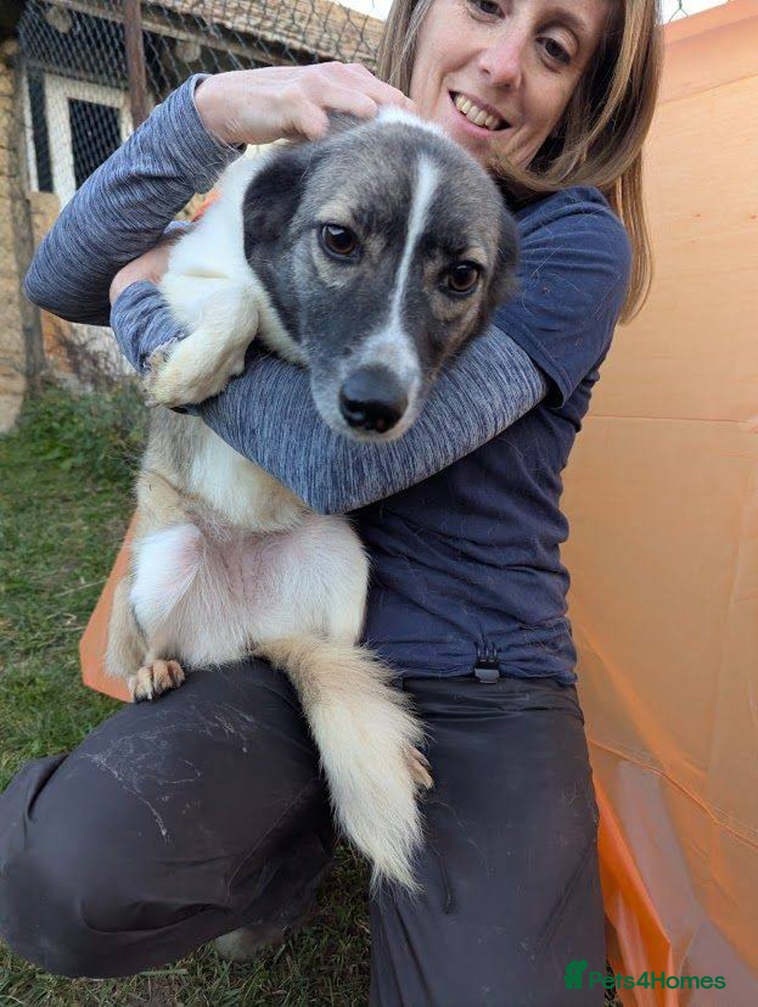 Mixed Breed dogs for adoption: Kiki for adoption - Advert 7