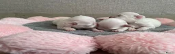 Maltese dogs for sale: Beautiful KC reg.Maltese puppies  - Advert 10