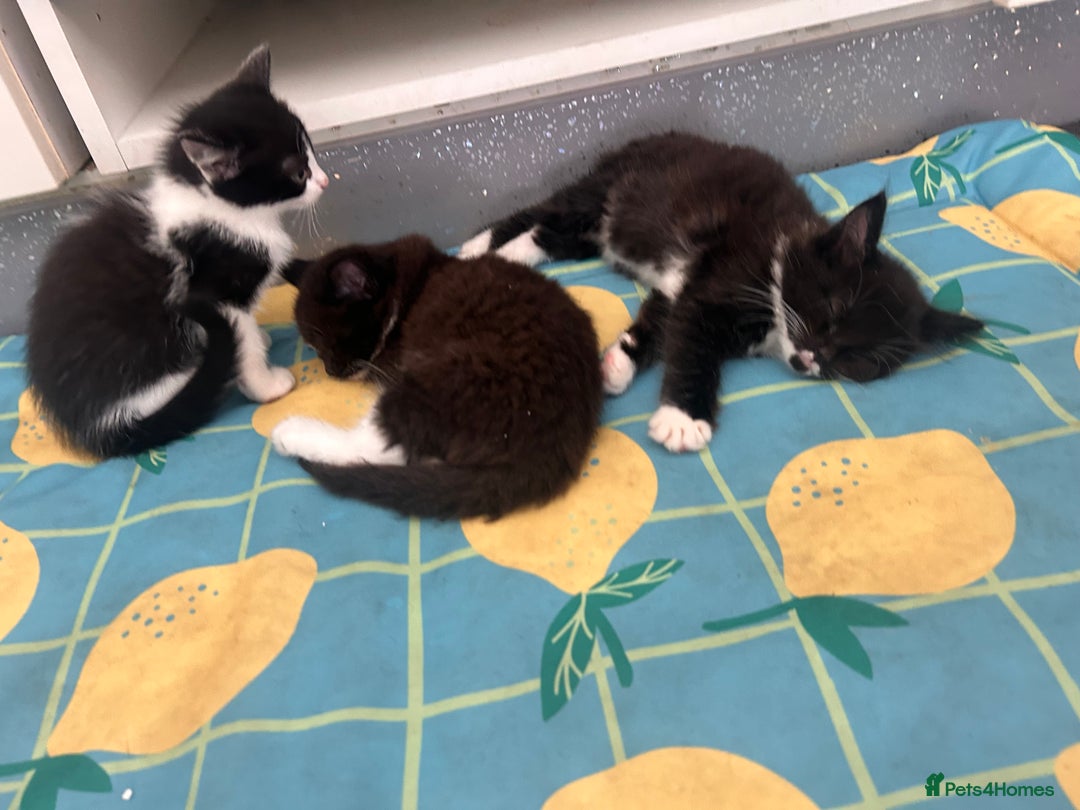 Ragdoll cats for sale: OPEN TO OFFERS!BEAUTIFUL RAGDOLL X SIAMESE KITTENS - Image 7