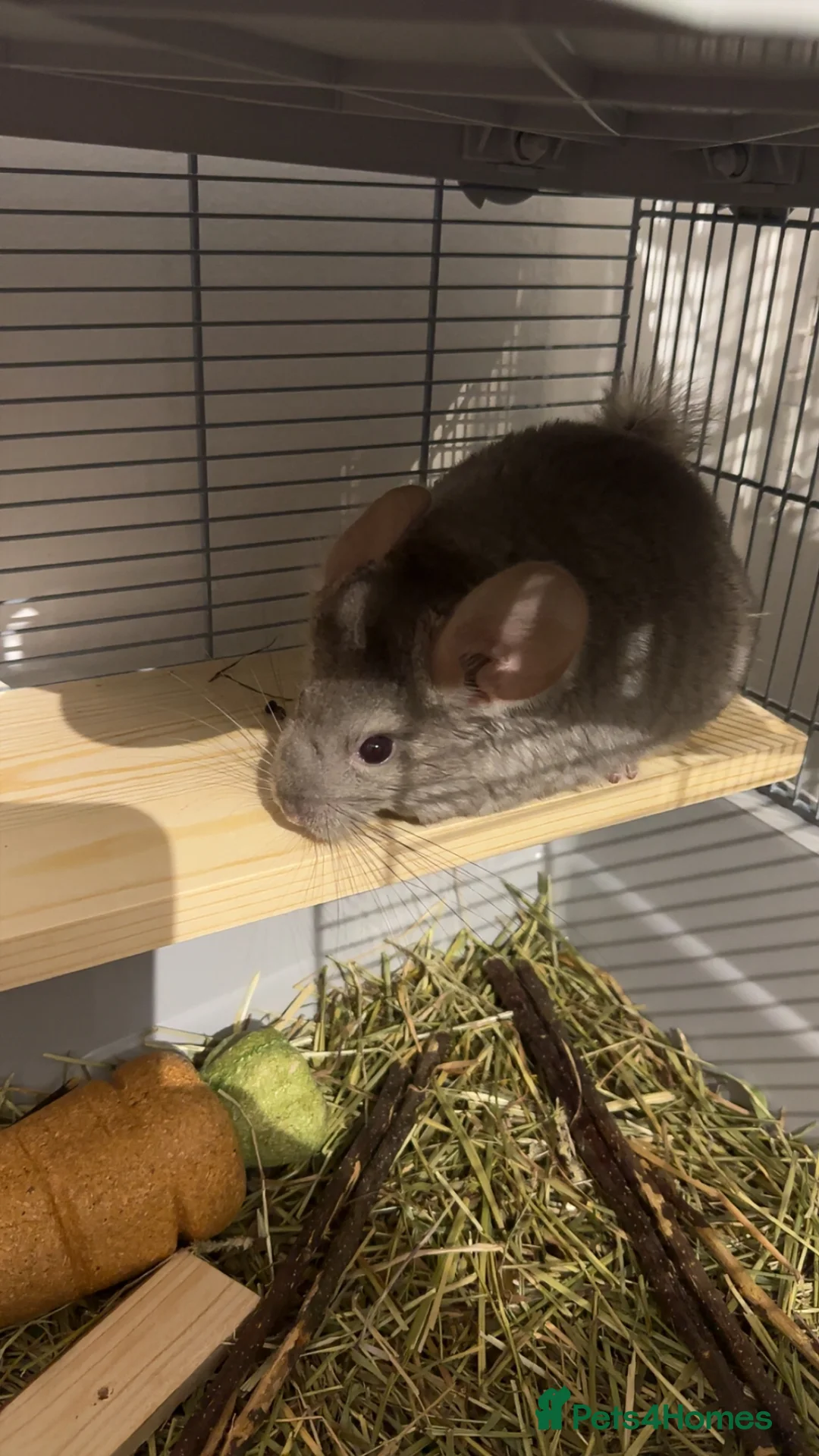 Chinchilla rodents for sale: Two chinchillas for sale £300 for both.  in Wickford - Advert 4