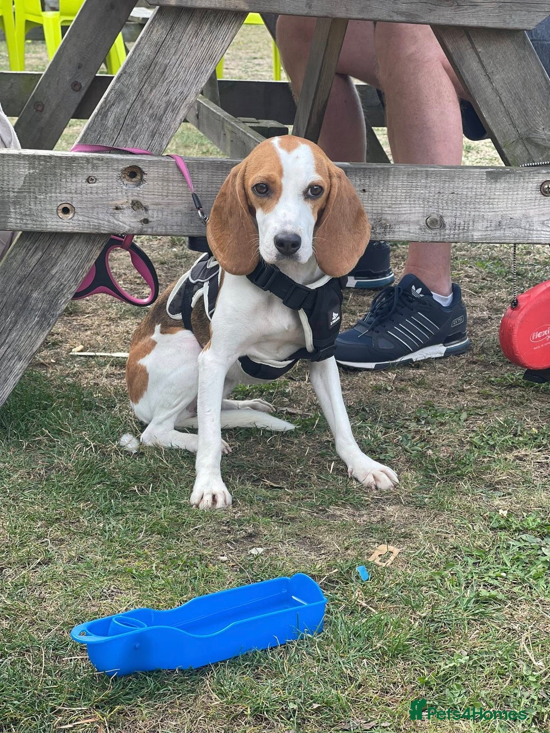 Beagle dogs for adoption: Sweet Mayli is ready for her forever home - Image 14