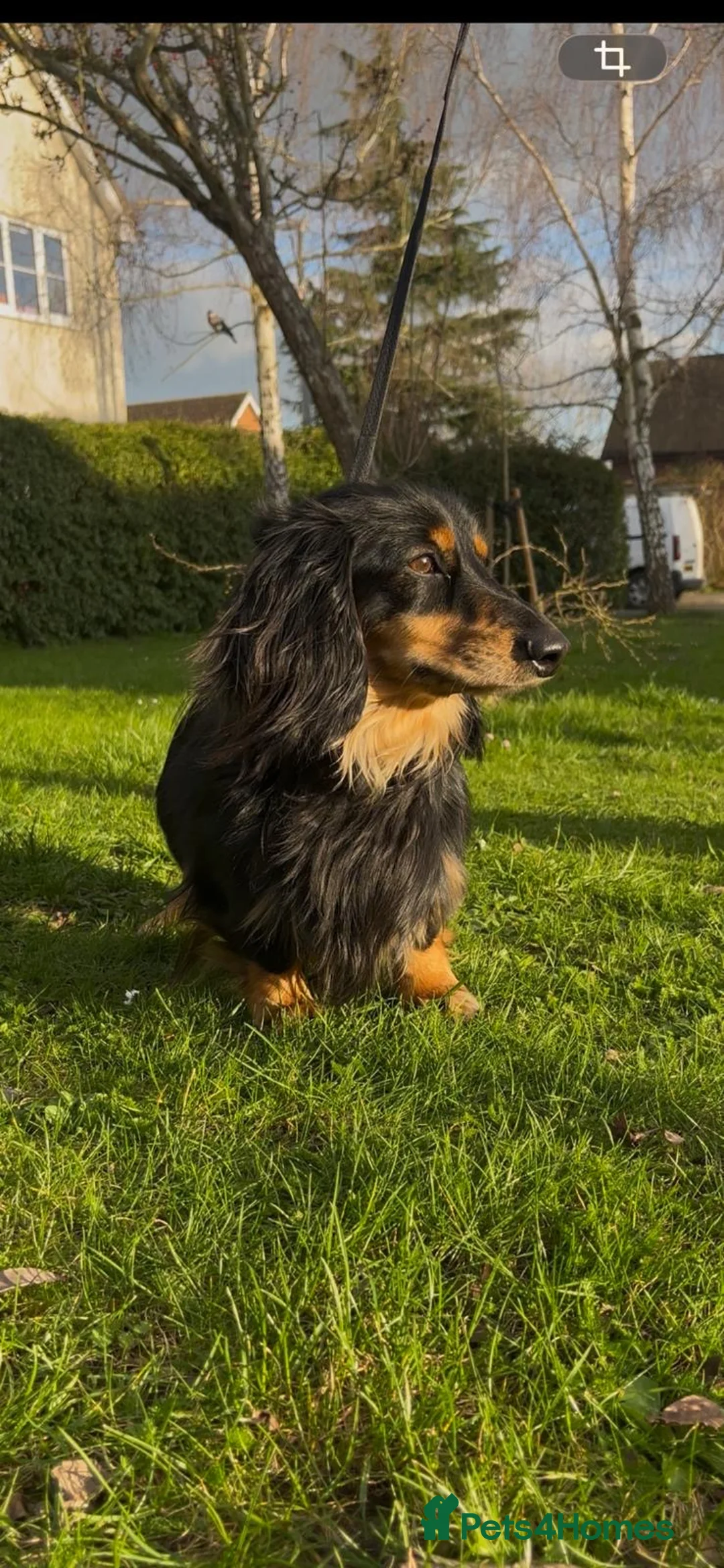 Miniature Dachshund dogs for stud: Black & Cream Miniature Dachshund Stud  in Harlow - Advert 1