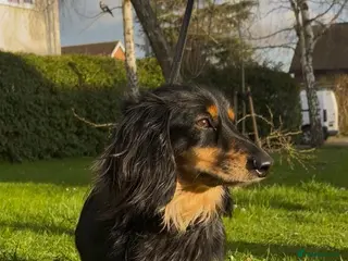 Miniature Dachshund dogs Black & Cream Miniature Dachshund Stud - Advert 14