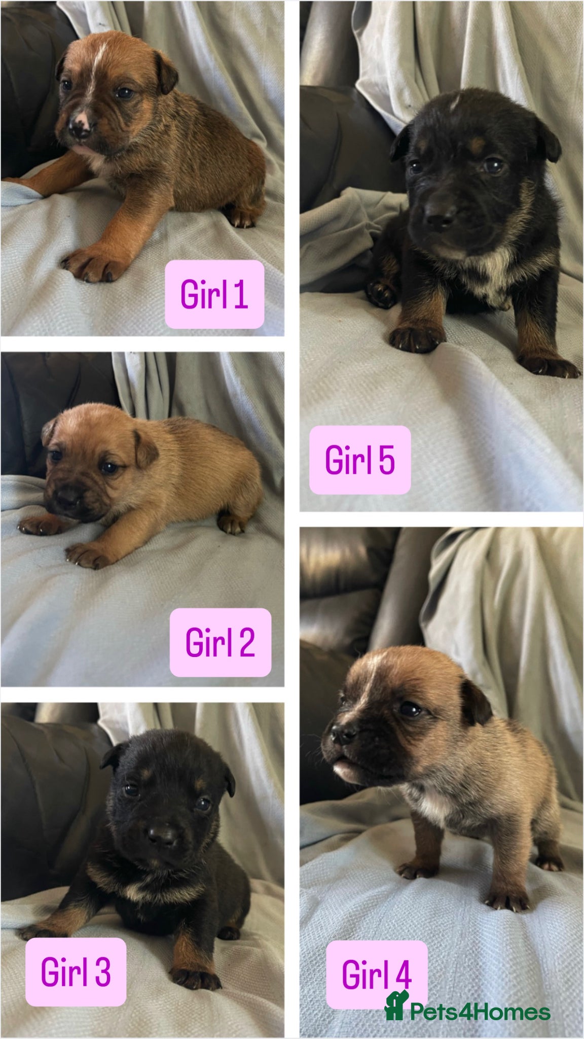 Mixed Breed dogs German shepherd x Staff litter - super friendly - Advert 2