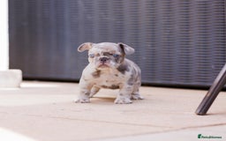 French Bulldog dogs for sale: Fluffy frenchies  - Image 7