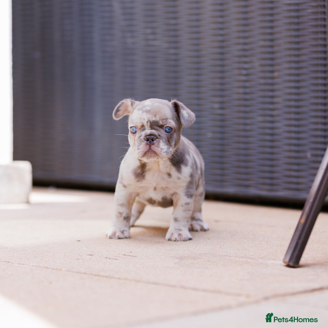 French Bulldog dogs for sale: Fluffy frenchies  - Image 7
