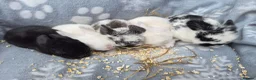 Mini Lop rabbits for sale: I have 5 lovely mini lop.ear bunnies  - Advert 3