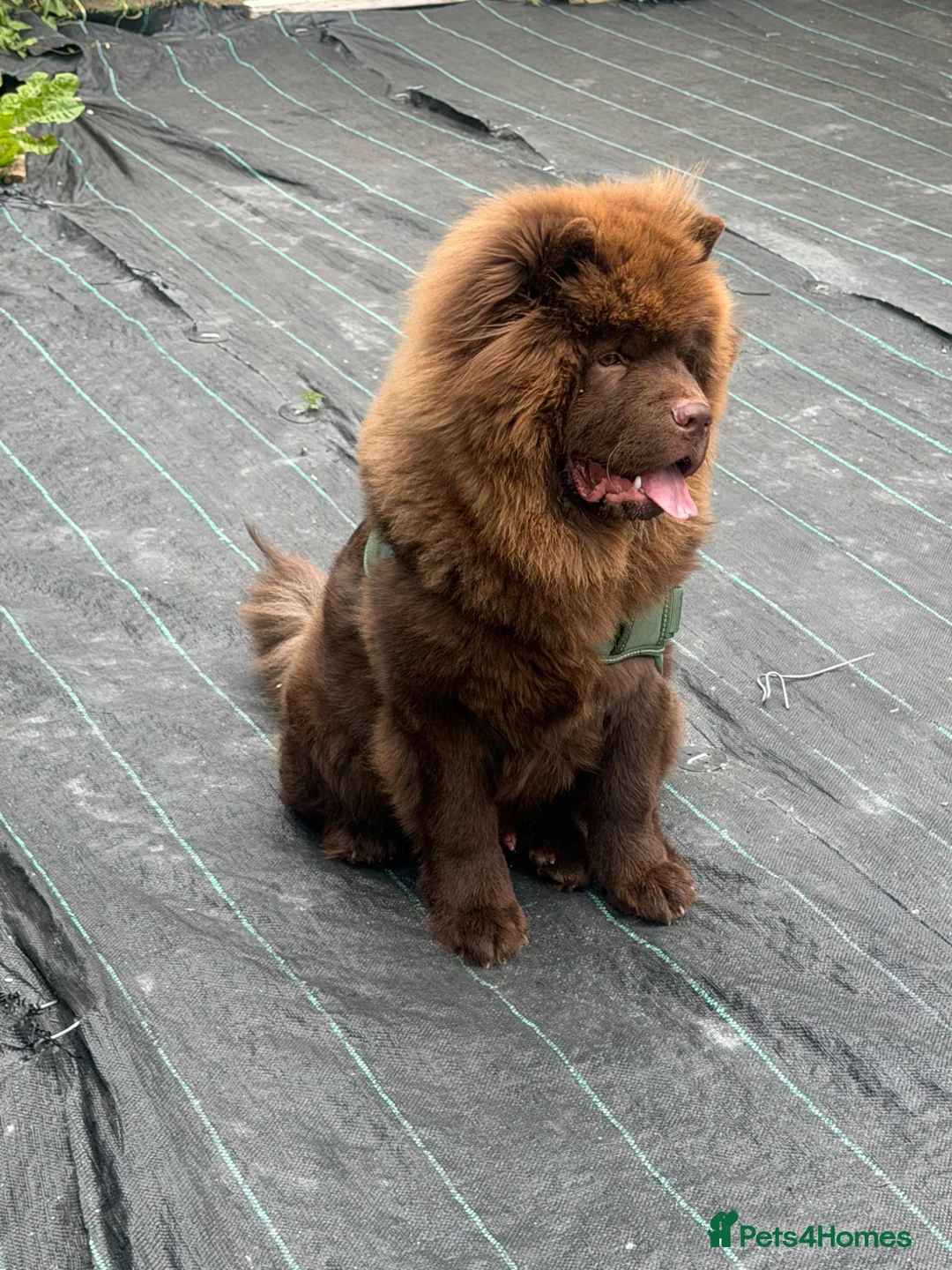 Chow Chow dogs for sale: Chunky chow  - Advert 2