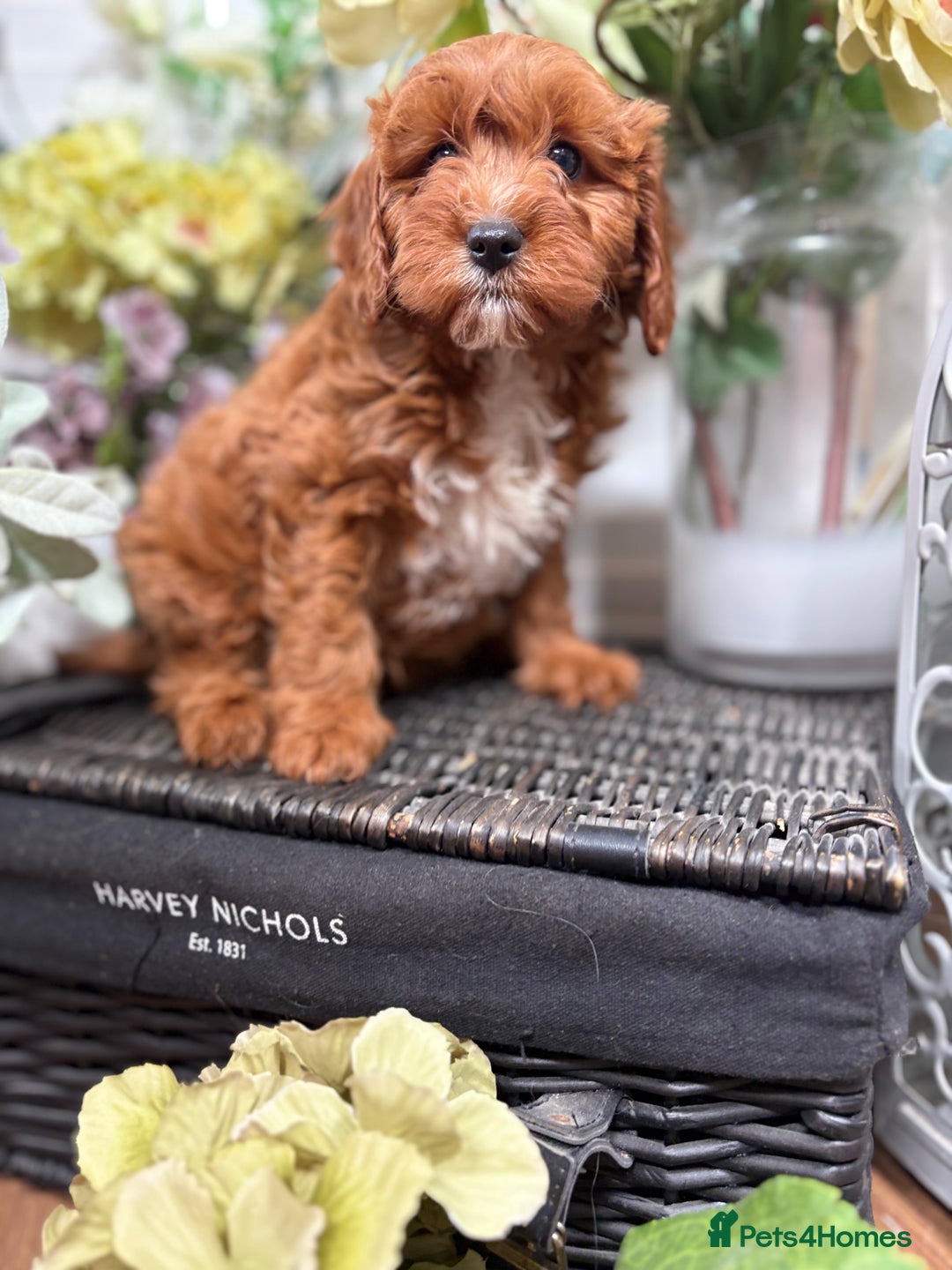 Cavapoo dogs for sale: Health tested TOY CAVAPOOS KC Parents - Image 29