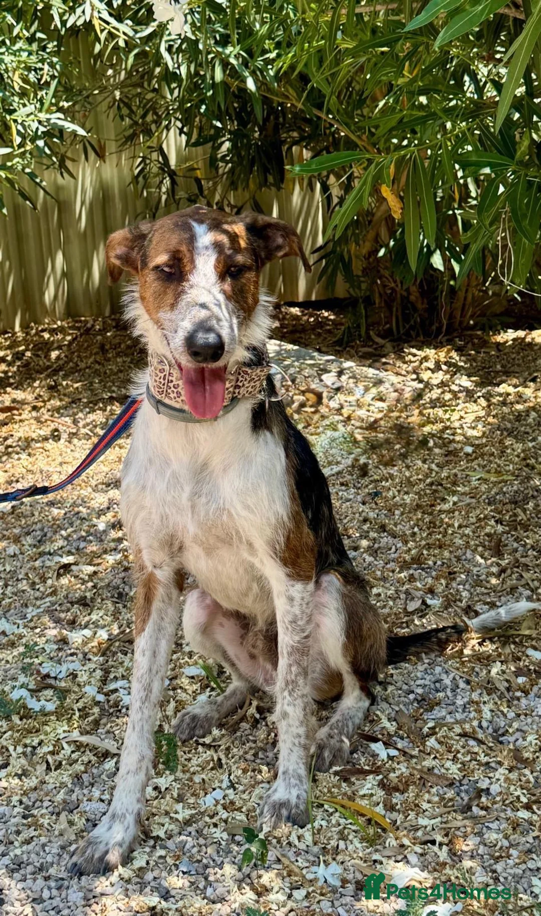 Mixed Breed dogs for adoption: 🐶Benji ,  the perfect pack companion 😍  - Advert 2