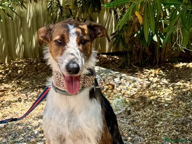 Mixed Breed dogs for adoption: 🐶Benji , the perfect pack companion 😍 - Advert 1