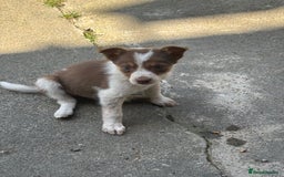 Border Collie dogs for sale: Beautiful pups looking for new home🐶 - Image 3