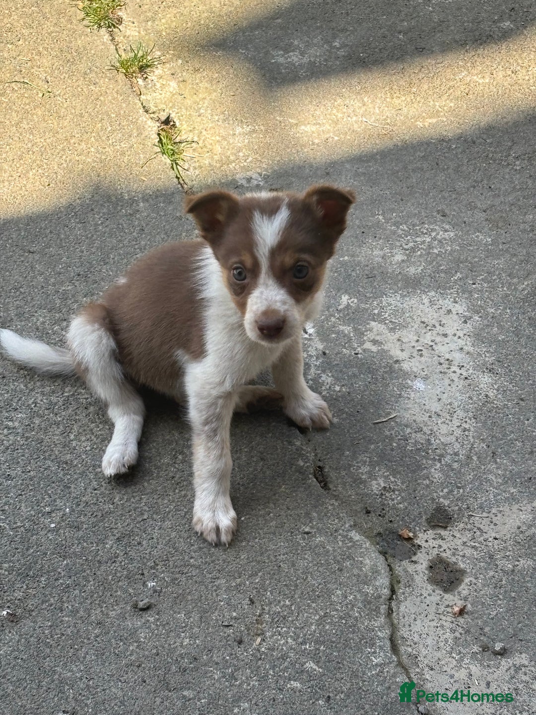 Border Collie dogs for sale: Beautiful pups looking for new home🐶 - Image 3