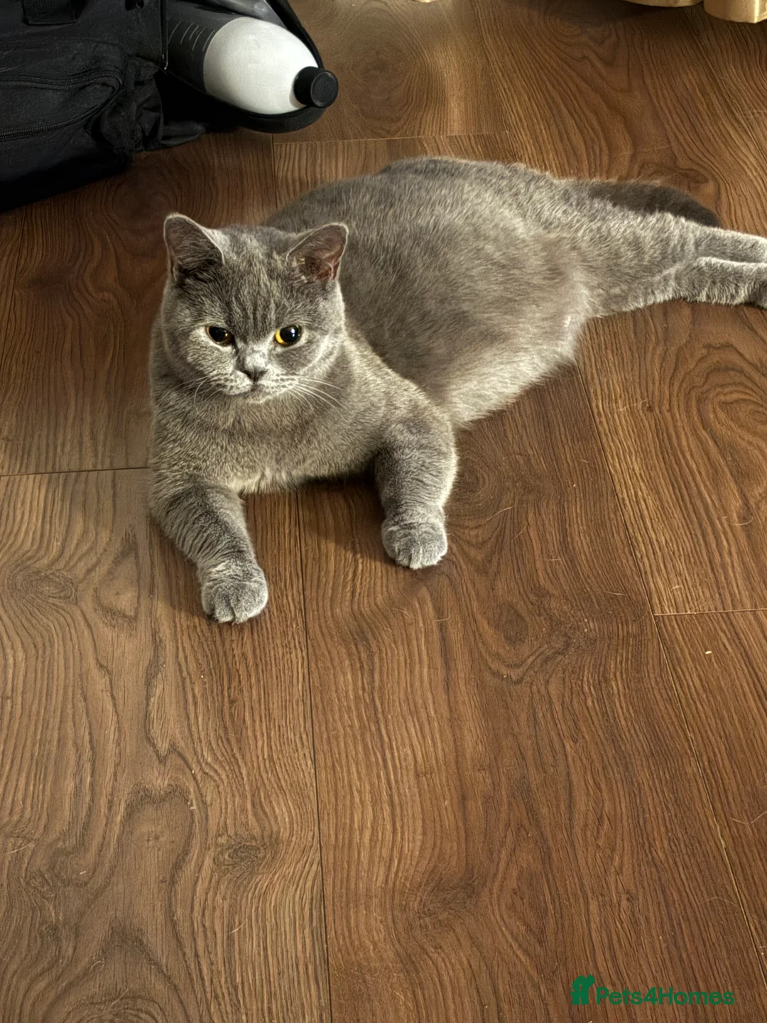 British Shorthair cats for sale: 3 beautiful BSH kittens  in Huddersfield - Advert 2