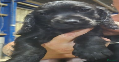 Cocker Spaniel dogs - Advert 5