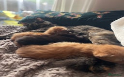 Domestic Shorthair cats for sale: Gorgeous kittens for sale  - Image 11