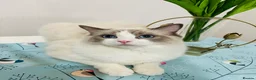 Ragdoll cats for sale: GCCF registered Ragdoll kitten  - Advert 4
