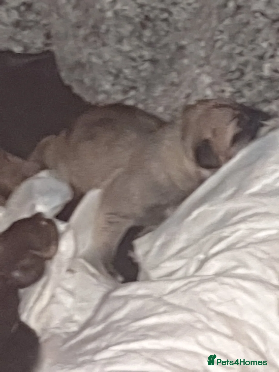 Staffordshire Bull Terrier dogs for sale: Staffy pups ready from 3rd April 2026! - Advert 2