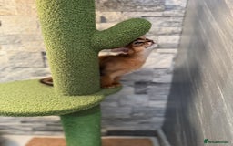 Abyssinian cats for sale: Last Pedigree abbysinian girl left! - Image 8