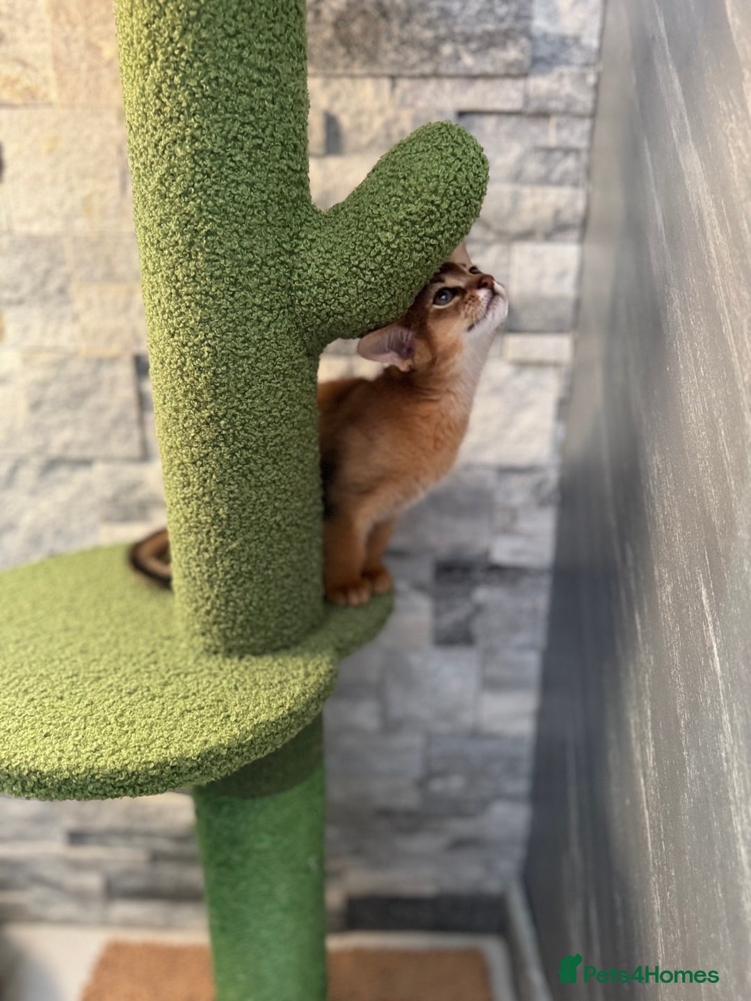 Abyssinian cats for sale: Last Pedigree abbysinian girl left! - Image 8