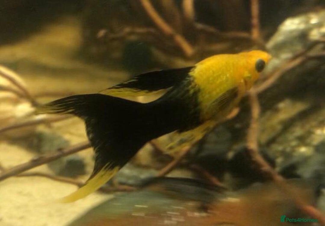 Other/Mixed Breed fish for sale: All fish sold individually for 10£ (info below) - Image 9